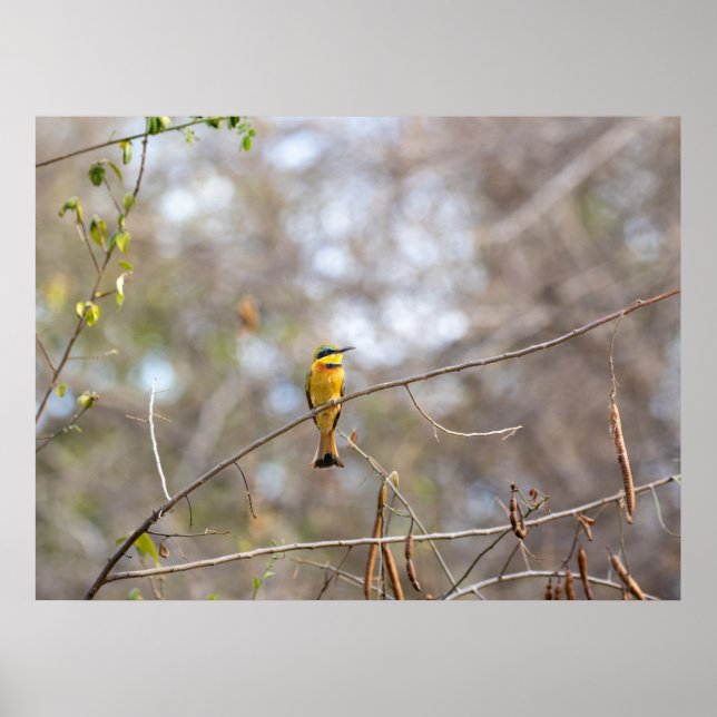 Petit mangeur d'abeilles à Branche - Poster d'oise (Devant)