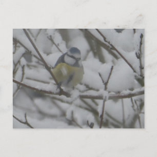Petit Oiseau Coloré dans la Neige Carte Postale DI
