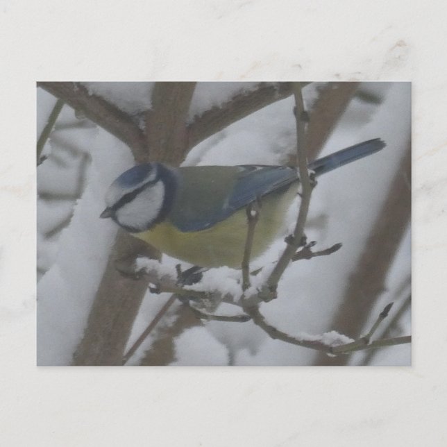 Petit oiseau de près dans la neige Carte postale D (Devant)