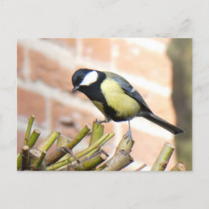 Petit oiseau en haut de la carte postale do-it-you