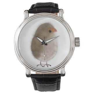 Petit oiseau en montre !