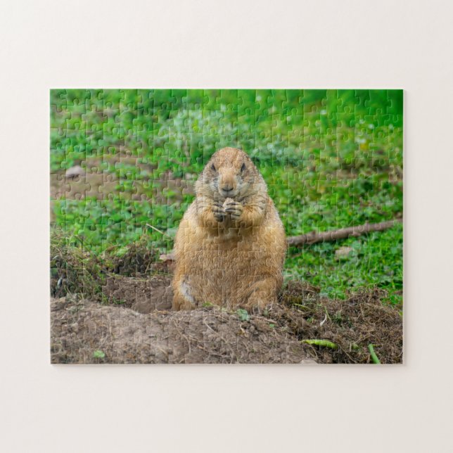 Petit petit chien de prairie à queue noire puzzle (Horizontal)