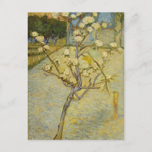 Petit poirier en fleurs Carte postale