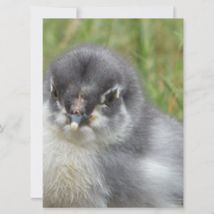 petit poulet mignon