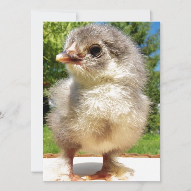 petit poulet moelleux (Devant)