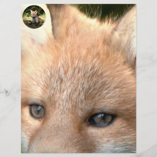 Petit renard rouge cub (Devant)