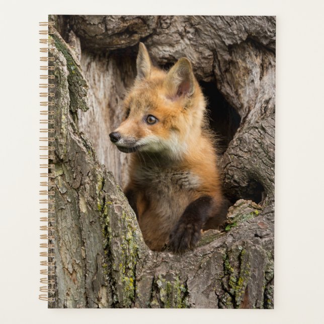 Petit Renard Rouge dans le Creux d'un Arbre (Devant)