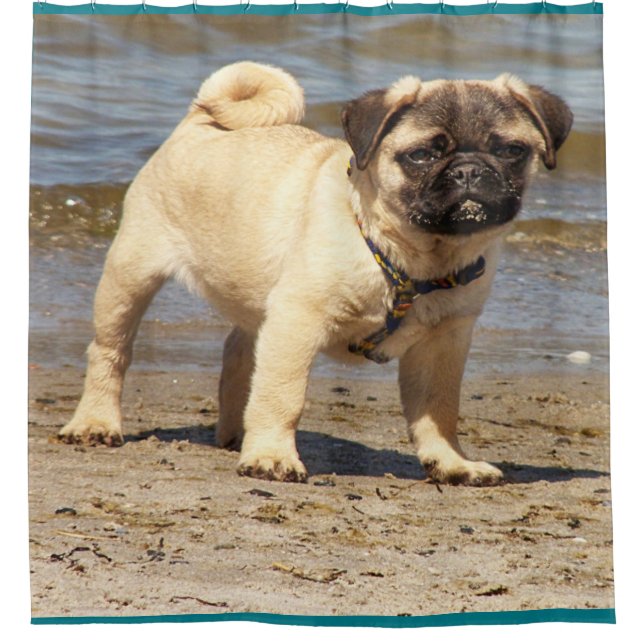 petit rideau de douche pug bébé mignon (Devant)
