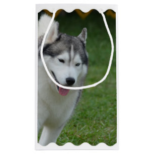 Petit Sac Cadeau Chien de traîneau sibérien mignon
