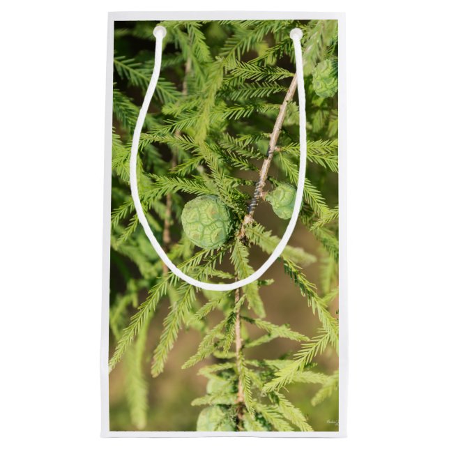 Petit Sac Cadeau Cône de semences Bald Cypress (Devant)