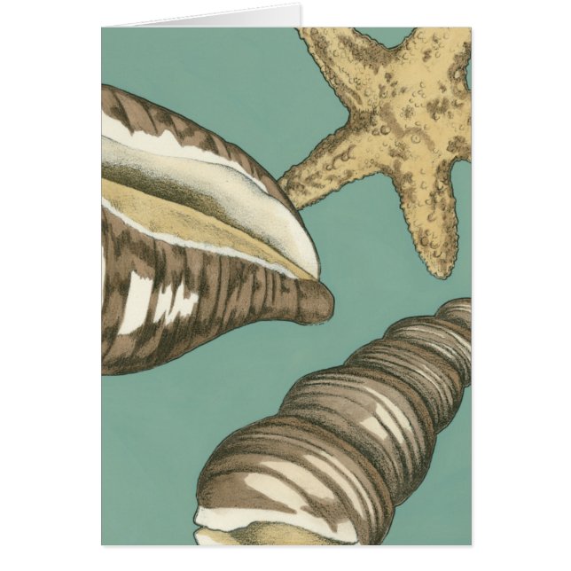 Petit trio Shell Turquoise (Devant)