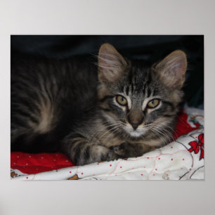 Petite affiche confortable de Noël de chaton