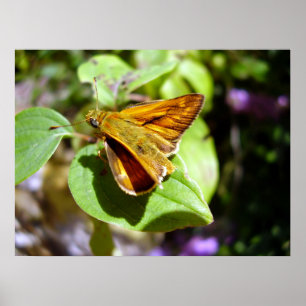 Petite affiche de papillon de skipper