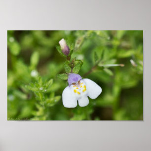 Petite affiche japonaise Mazus Fleur sauvage