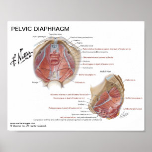 Petite affiche - le diaphragme pelvien du Netter