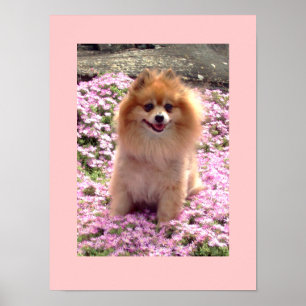 Petite affiche   Marley Pomeranian Fleurs roses