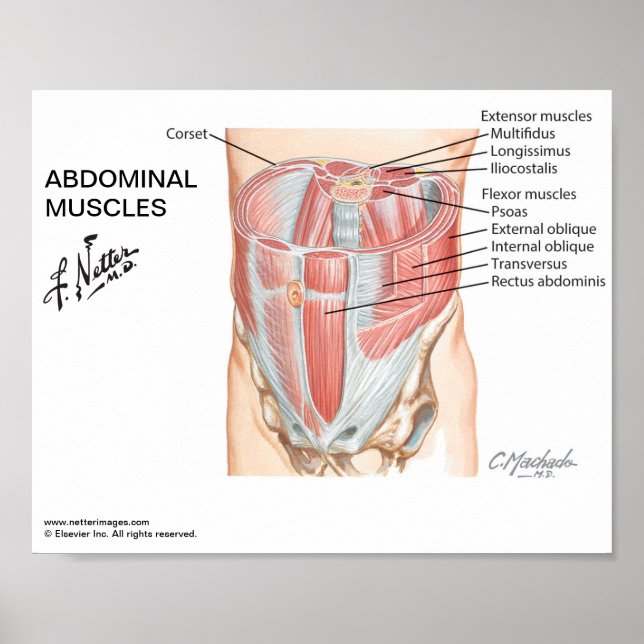 Petite affiche - Muscles abdominaux de Netter (Devant)