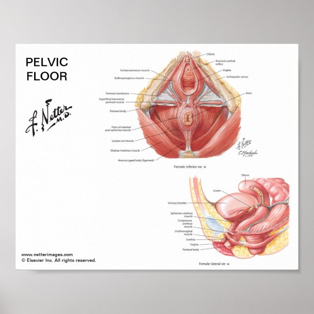 Petite affiche - Muscles de plancher pelvien de Ne (Devant)