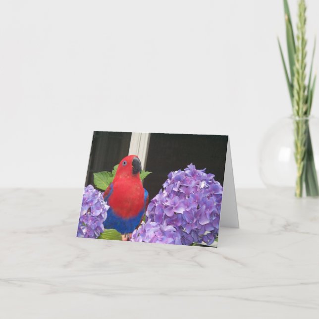 Petite carte de note d'Eclectus (Devant)