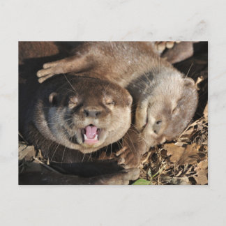 Petite carte postale de loutre griffée