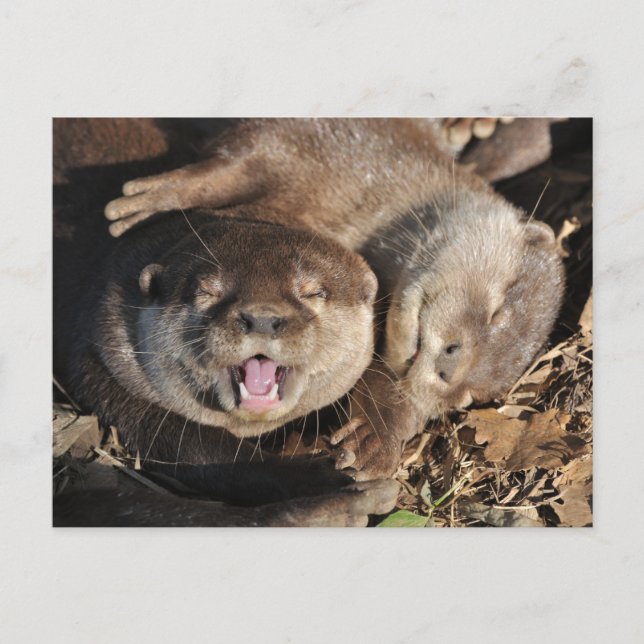 Petite carte postale de loutre griffée (Devant)