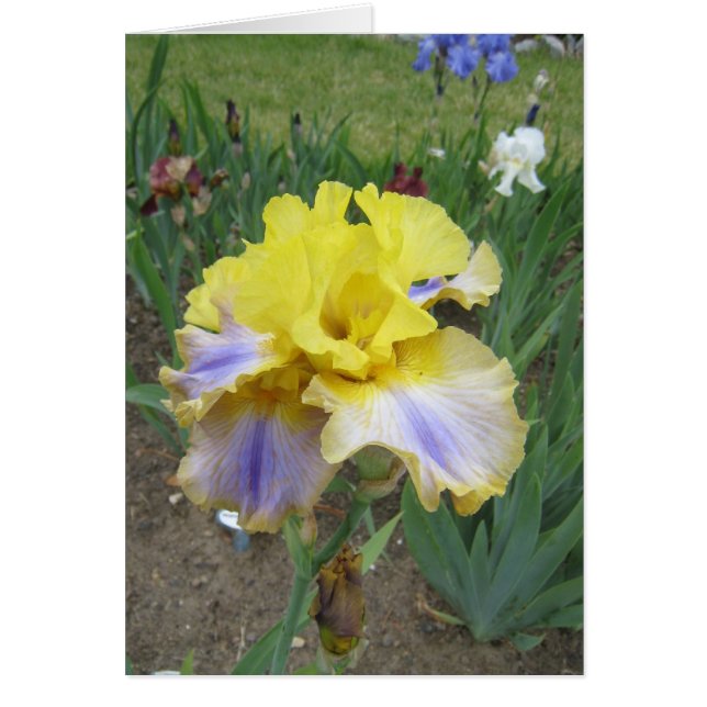 Petite carte vierge d'iris bleu jaune (Devant)