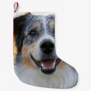 Petite Chaussette De Noël Ajouter une Personnaliser photo pour animaux domes
