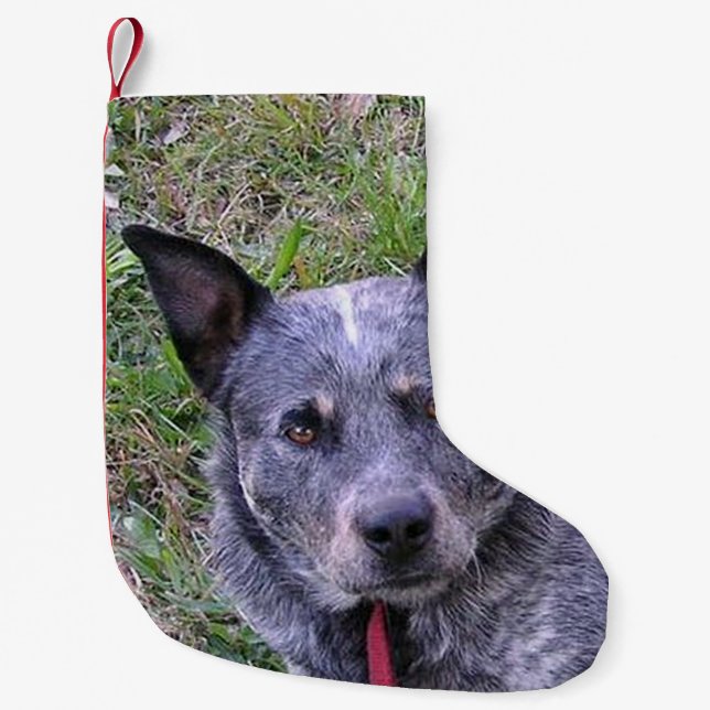 Petite Chaussette De Noël Australian_cattle_dog blue.png (Devant)
