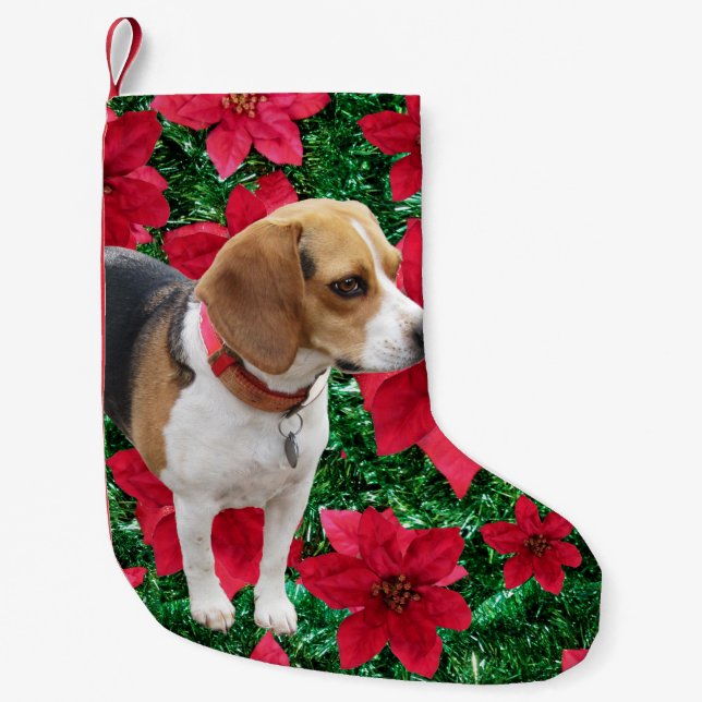 Petite Chaussette De Noël Bas curieux de Noël de poinsettias de beagle (Devant)