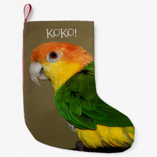Petite Chaussette De Noël Belle Perroquet caïque à ventre blanc Poser