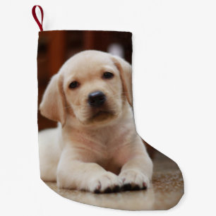 Petite Chaussette De Noël Chiot jaune de Labrador de bébé s'étendant sur le