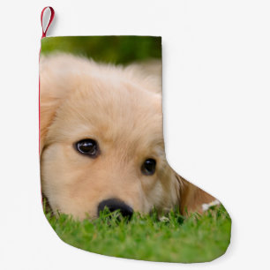 Petite Chaussette De Noël Chiot mignon de golden retriever rêvant - manteau