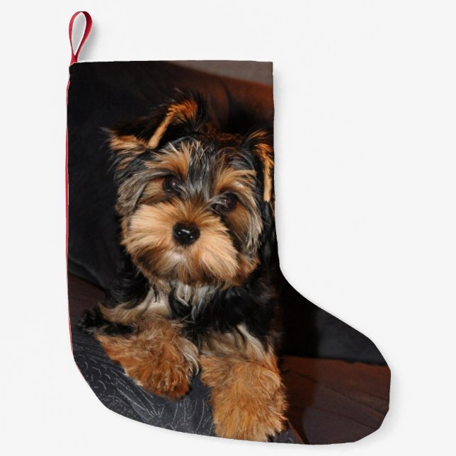 Petite Chaussette De Noël Chiot mignon de Yorkshire Terrier Yorkie (Devant)