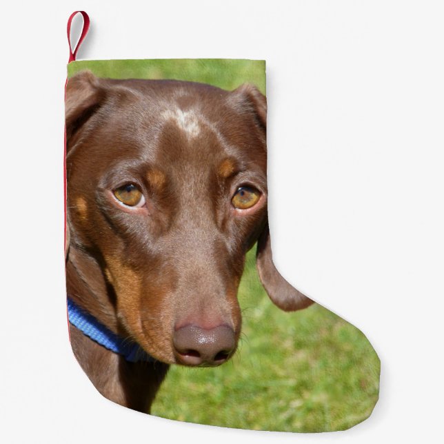 Petite Chaussette De Noël Dachshund (Devant)