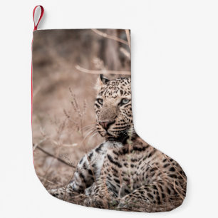 Petite Chaussette De Noël Image d'art d'Huge sauvage léopard ou panthe