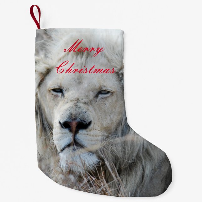Petite Chaussette De Noël Lion blanc d'Afrique du Sud reposant (Devant)