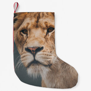 PETITE CHAUSSETTE DE NOËL LION FÉMININ AU JYLLAND PARK ZOO