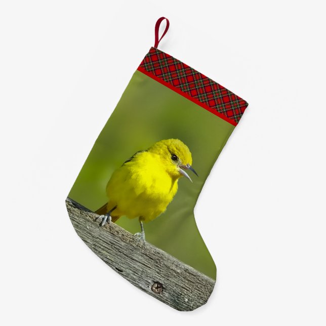 Petite Chaussette De Noël Loriole de verger - Photographie originale (Devant (Accrochage))