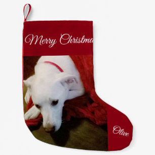 Petite Chaussette De Noël Mélange de chiens de Noël en laboratoire blanc e