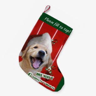 Petite Chaussette De Noël Noël de chiot de golden retriever