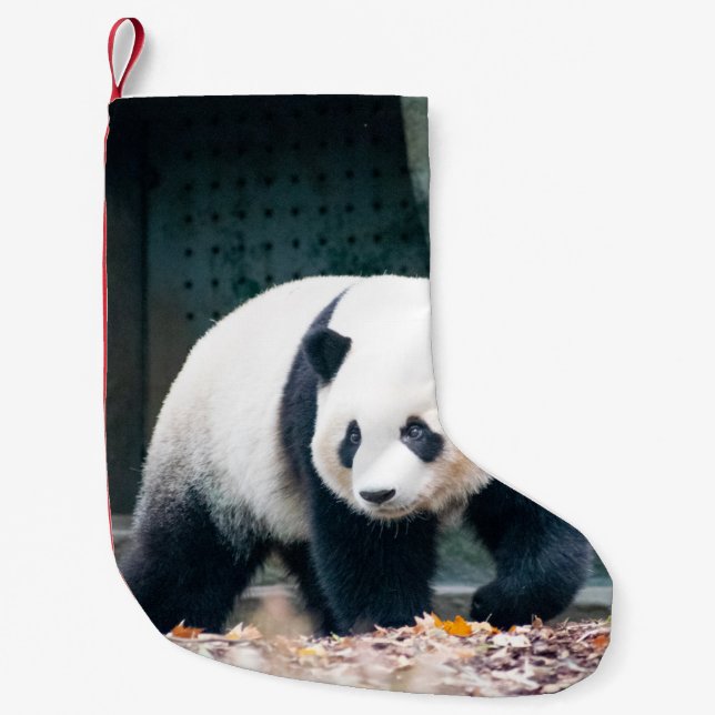 PETITE CHAUSSETTE DE NOËL PANDA DE MARCHE DEVANT UN BÂTIMENT EN BÉTON (Devant)