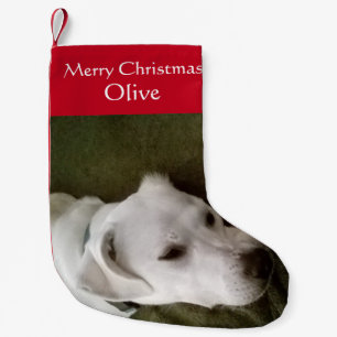 Petite Chaussette De Noël Photo de mignon Chien Chien Chien Chien Adorable P