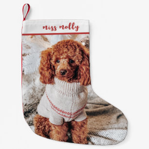 Petite Chaussette De Noël Photo de Noël d'animal de compagnie mignon