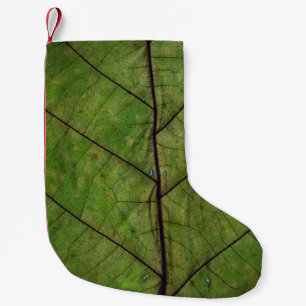 Petite Chaussette De Noël Photographie de gros plan de la feuille de plante