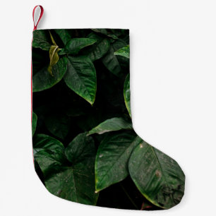PETITE CHAUSSETTE DE NOËL PLANTE VERT EN PHOTOGRAPHIE CONCENTRÉE
