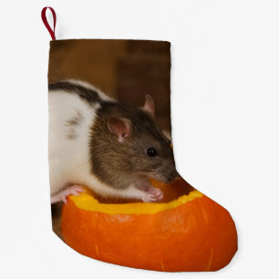 Petite Chaussette De Noël rat à capuchon noir effrayant mangeant des graines