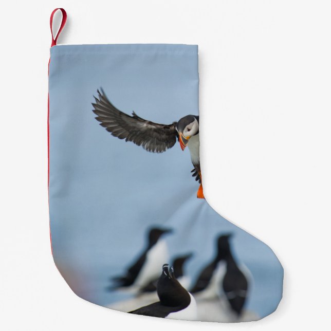 PETITE CHAUSSETTE DE NOËL UN PUFFIN DE L'ATLANTIQUE ARRIVE SUR LE TERRAIN AV (Devant)