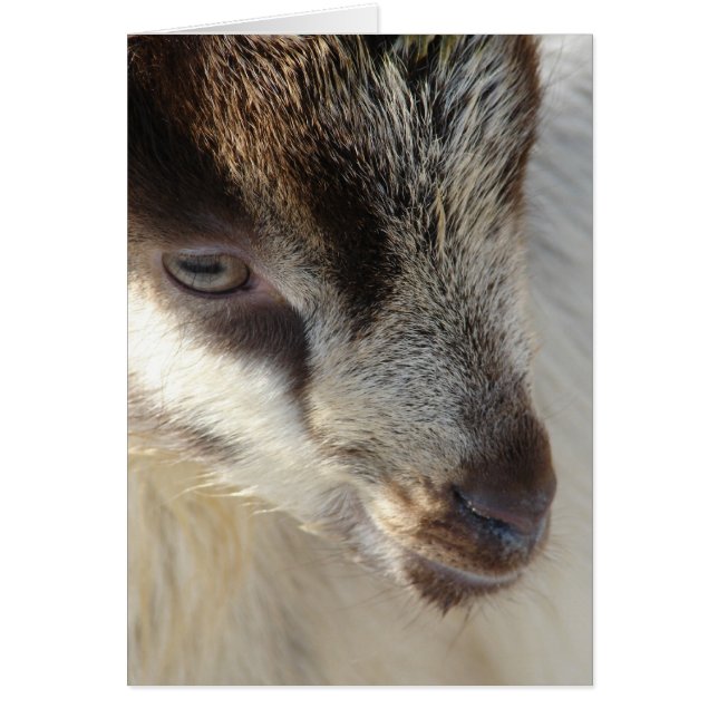 Petite chèvre mignonne (Devant)