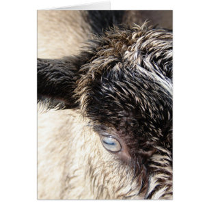 Petite chèvre mignonne