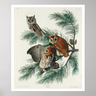 Petite chouette à cris par Audubon Poster